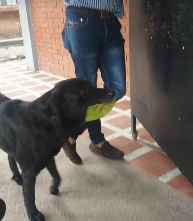 Illustration de l'article : Dans cet établissement, comme les élèves, ce chien a pris l'habitude de "payer" ses friandises